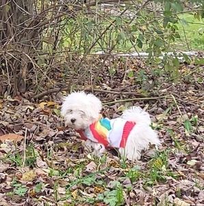 Meet your Posher, Shannon